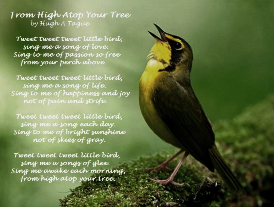 From High Atop Your Tree by Hugh A Tague
